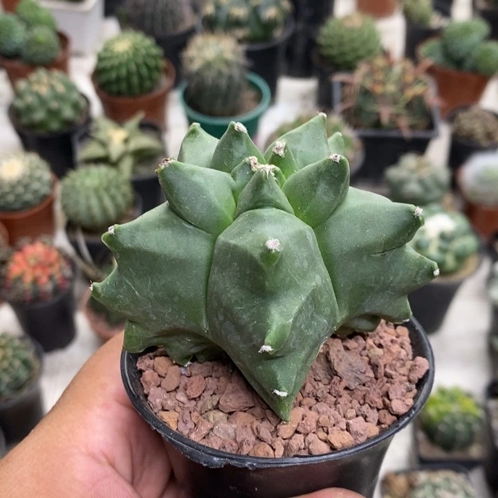 实生龟甲特价福利