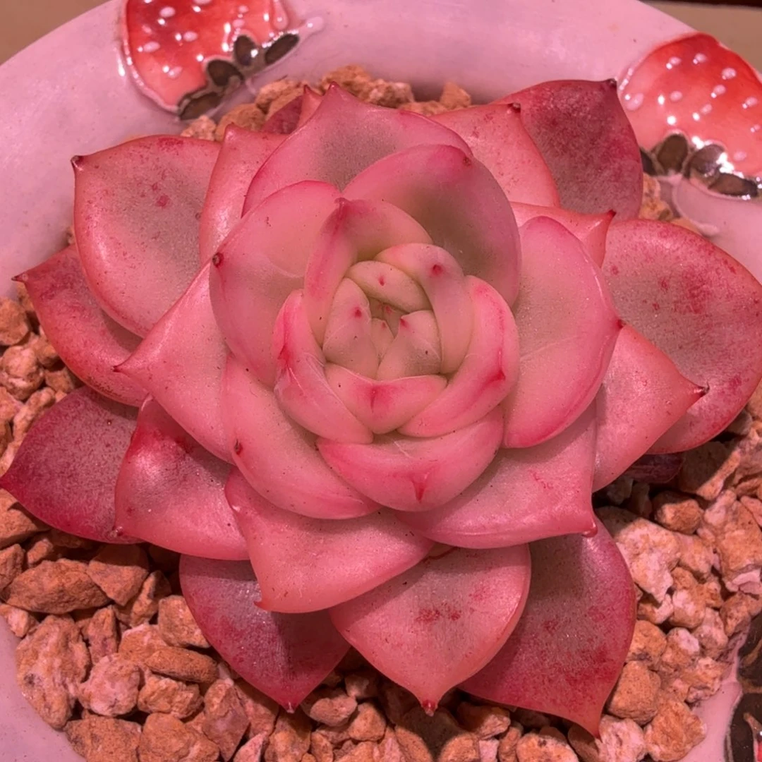 珍妮弗锦，锦上园艺一物一拍