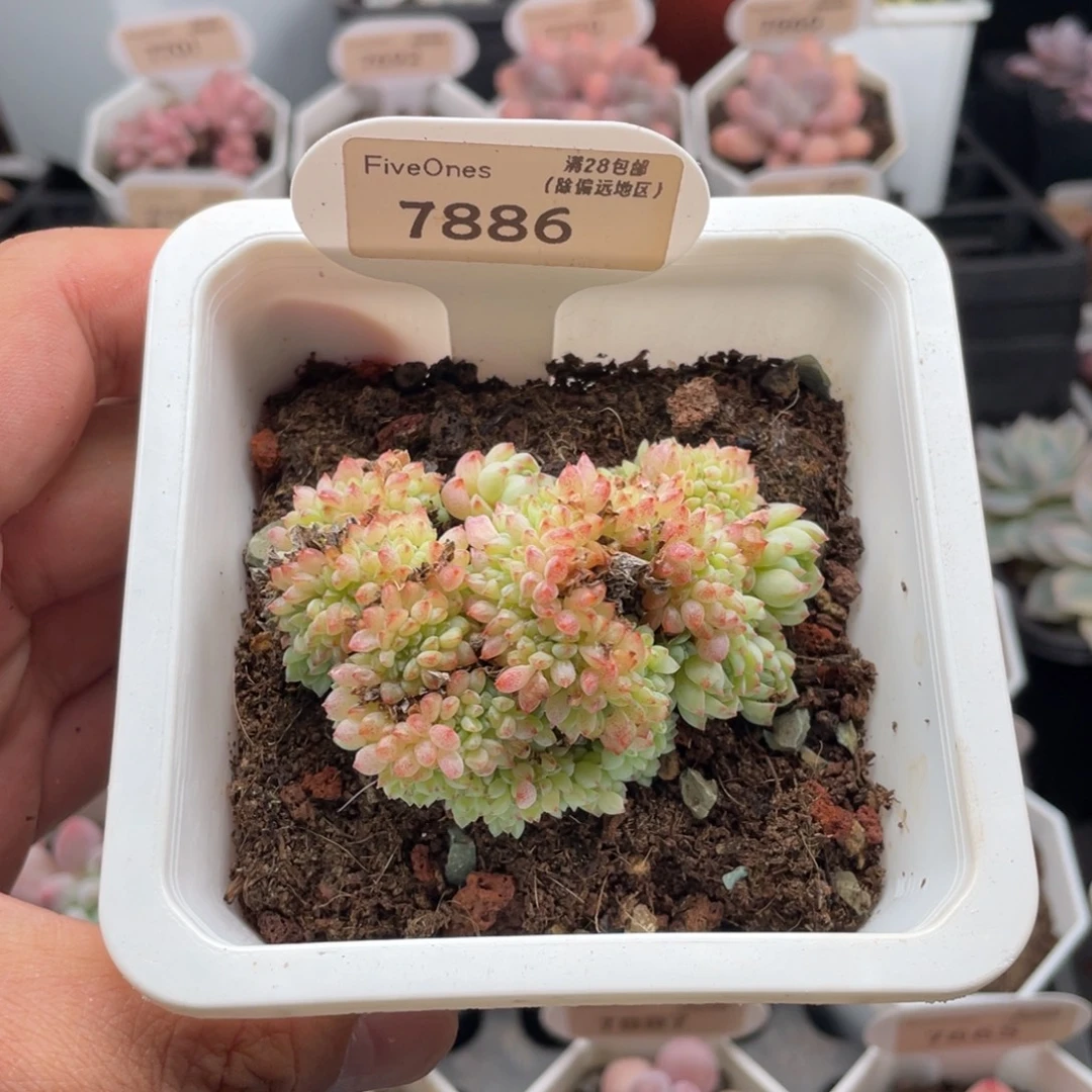 小粉莓缀7886-7厘米