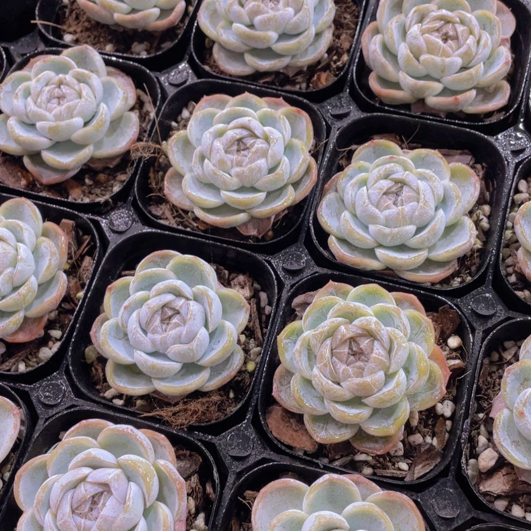 量拍53号 起司芝士奶盖单头一个