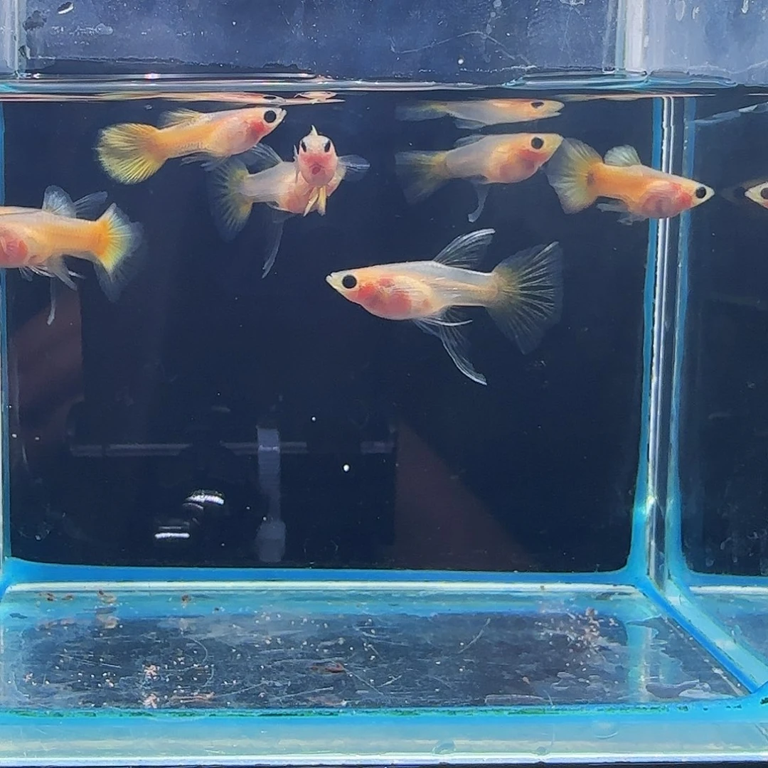 孔雀鱼黄金玻璃猫大C 4对