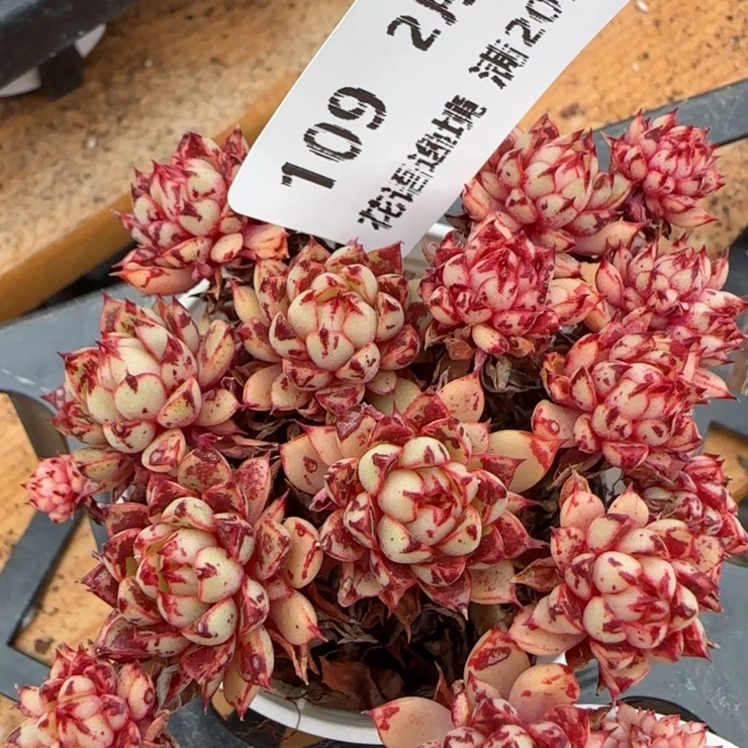 花语逸境0204-109