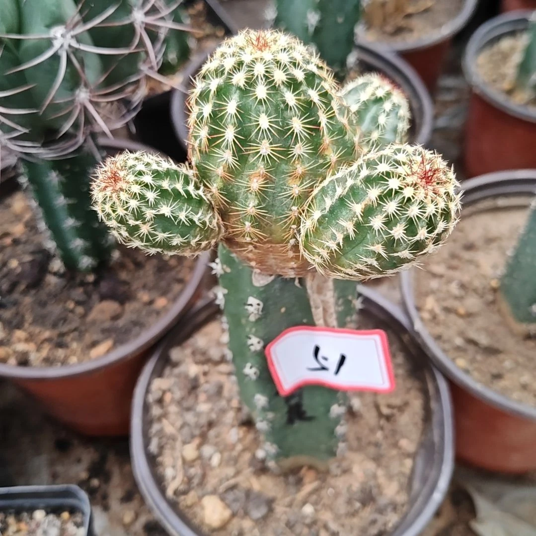 青花虾秀普嫁接4头福51