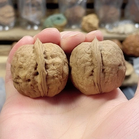 文玩核桃把件老*木氏蛇皮球带彩36