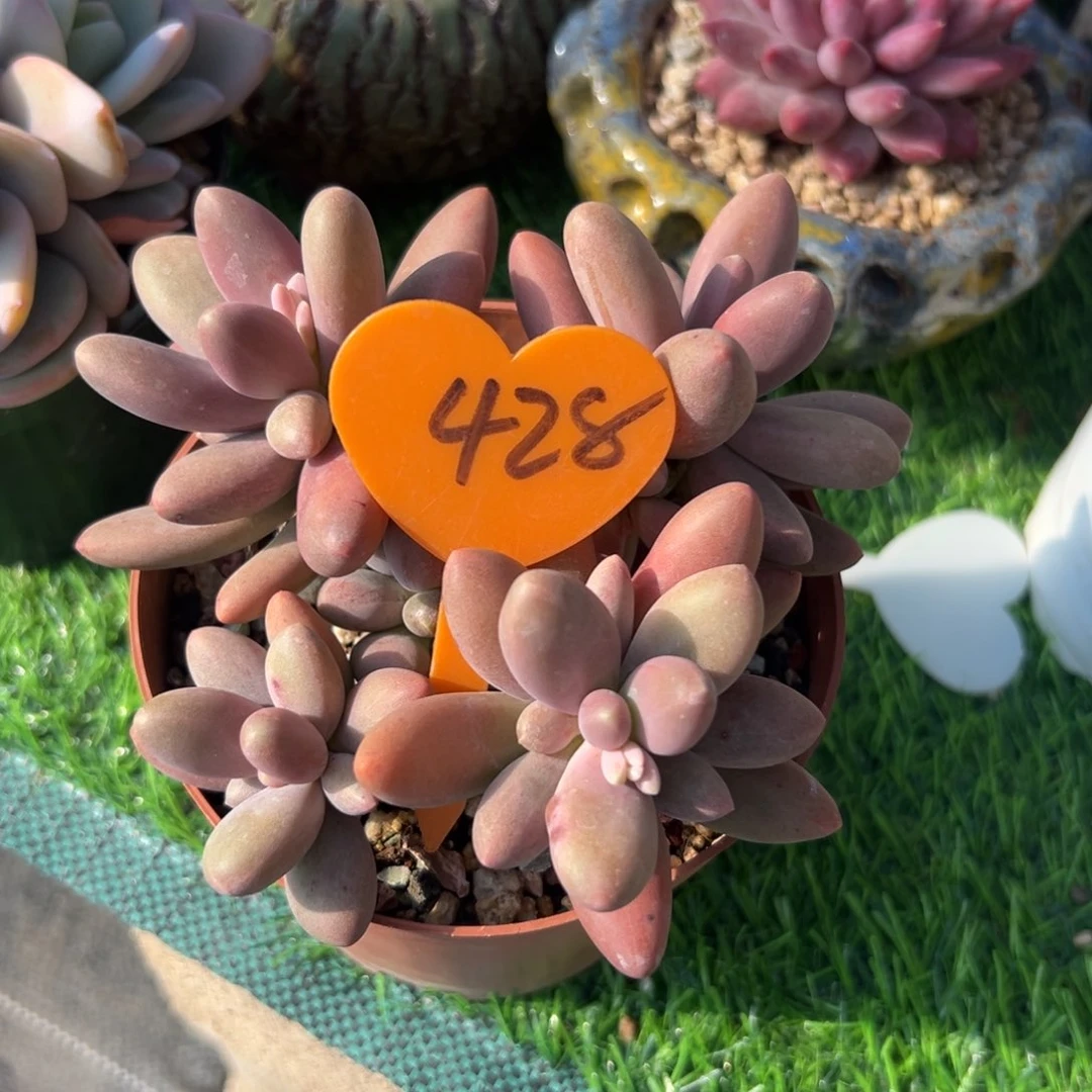 精*多肉植物一物一拍