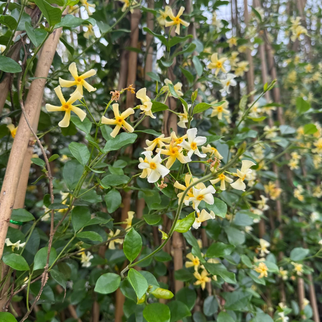 黄色风车茉莉 托斯卡纳之星耐热耐寒花期长多年生爬藤浓香型花卉