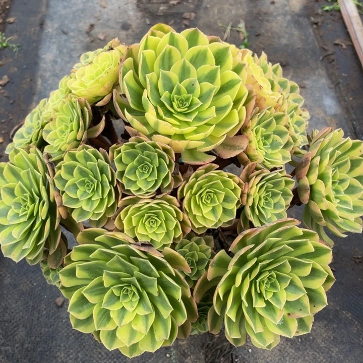 094雨合精品法师多肉