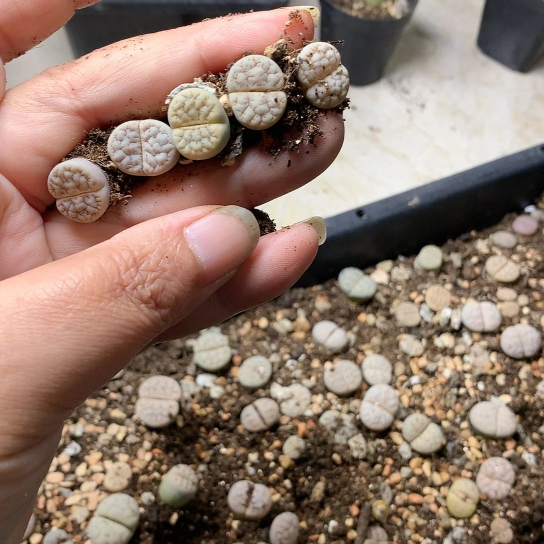 浅***雨G292多肉植物保护