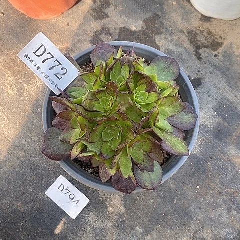 772黑魔多肉小绣球