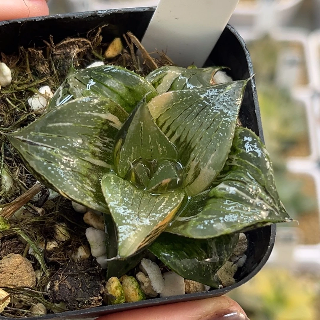 81巨大丸叶pinky锦福利专场