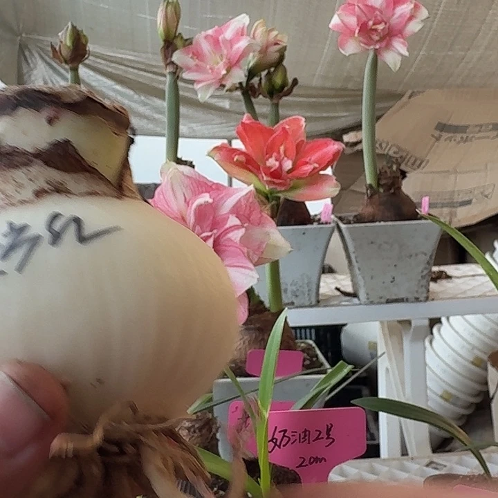 无花朵东方红朱顶红直径8cm