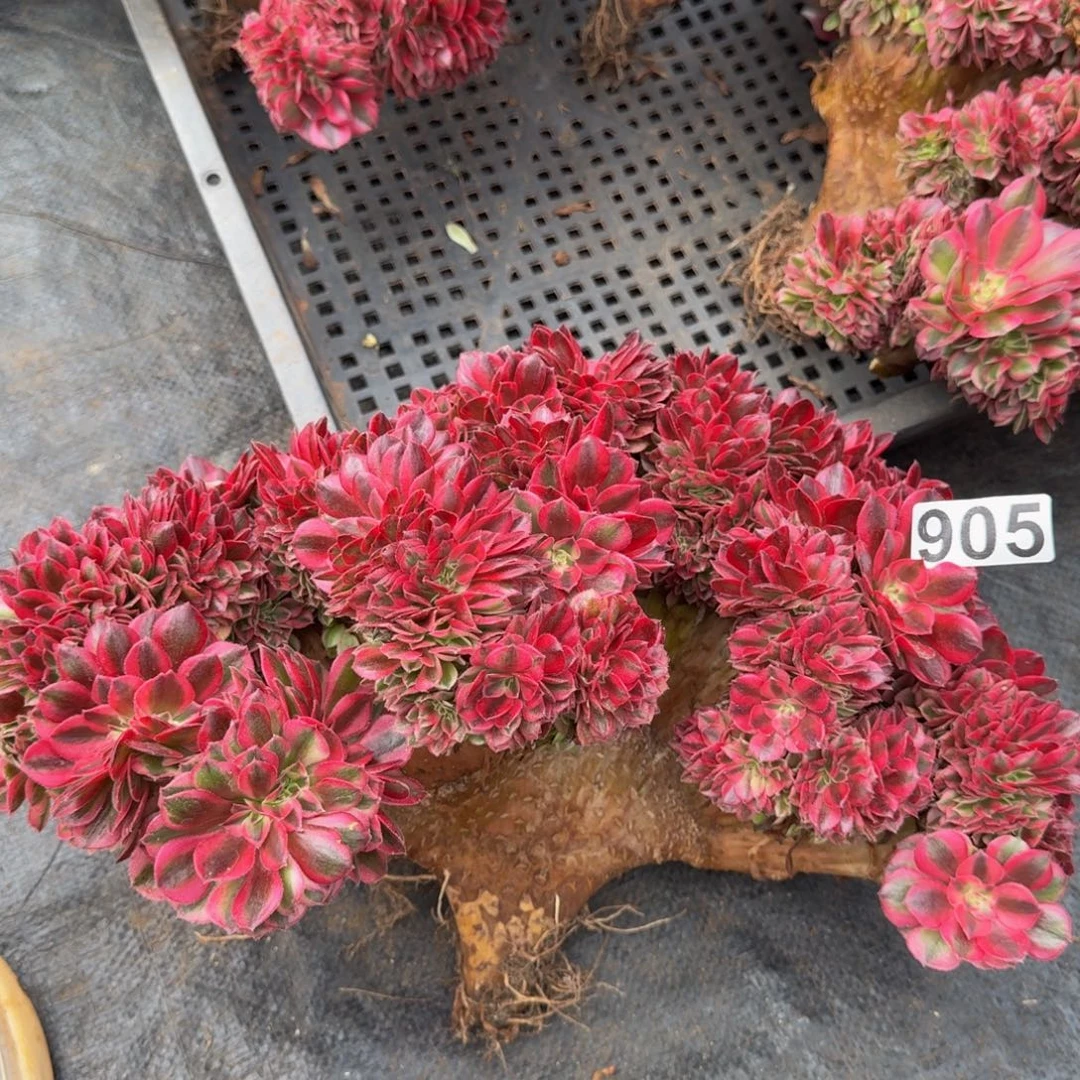 905多肉植物倾城缀有干伤特价不包损