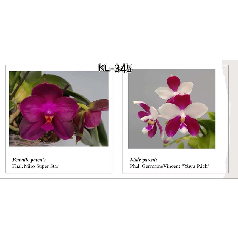 【尾货】2.5寸 米罗超级星交鱼鱼 -苗【叶瑕少根】珍奇蝴蝶兰