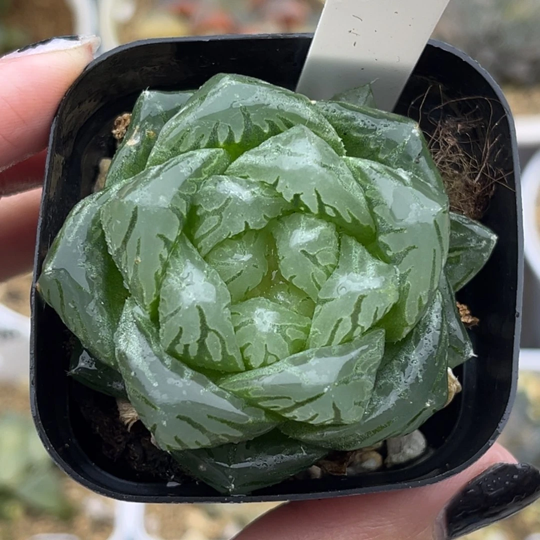 68龙鳞玉露十二卷多肉