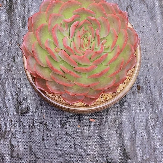 无花朵巧****姐粉屁屁多肉植物