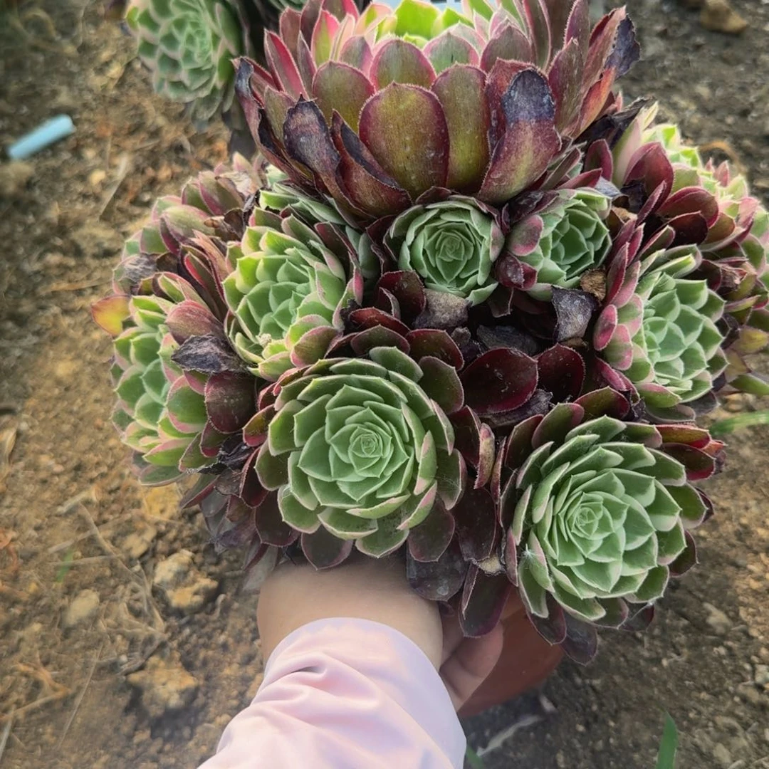 822孔雀翎。多肉植物