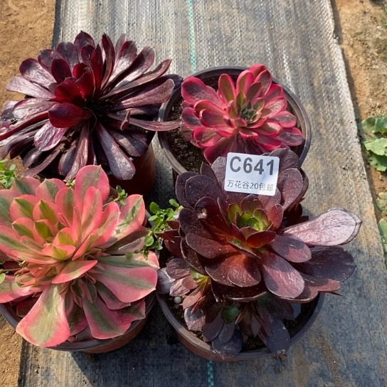 641四棵多肉植物