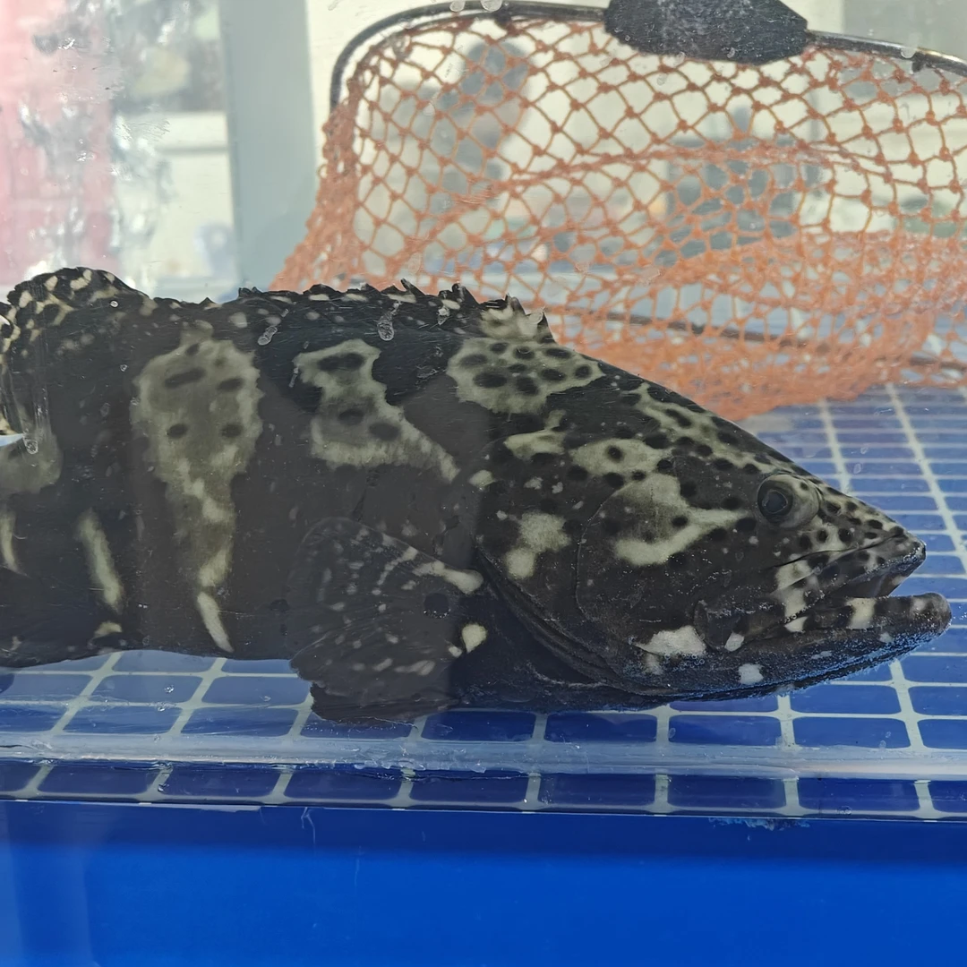 【鲜活龙胆鱼】现称一号链接