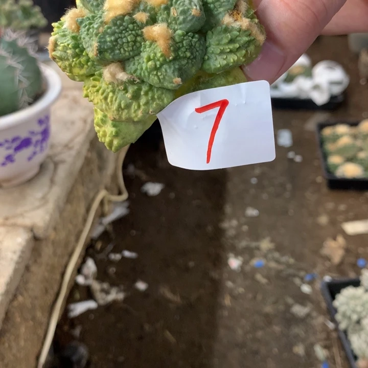 岩牡丹7号。。。。。。。。。。