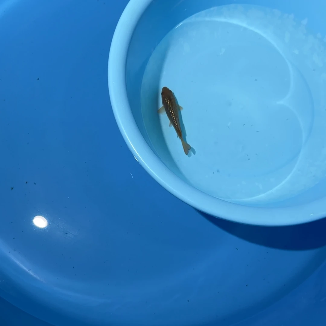 用***8海水鱼大日银鳞黄猿