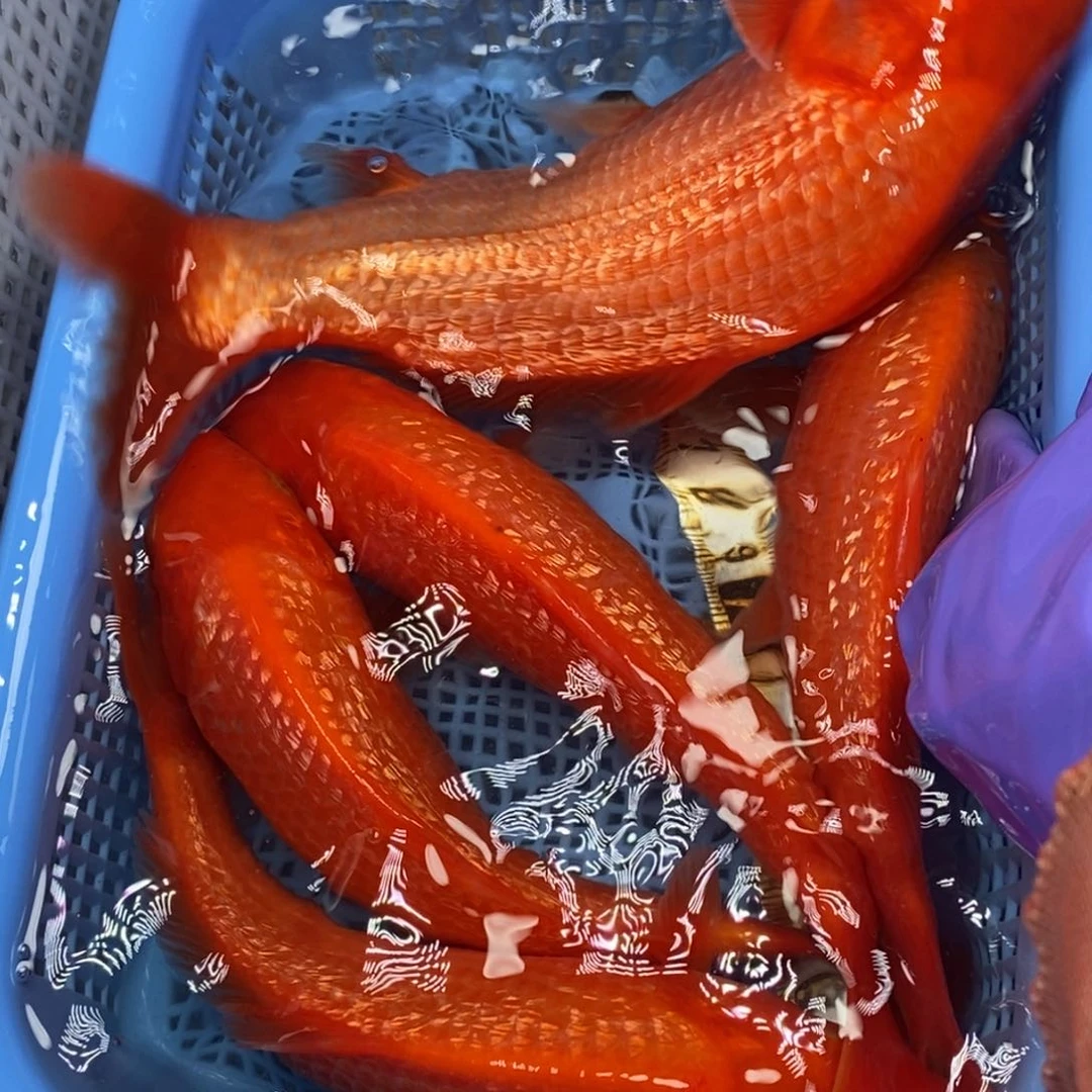 锦鲤冷水锦鲤包邮 5