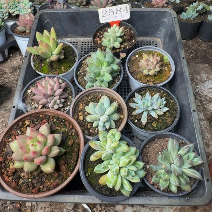 2584多肉植物一物一拍