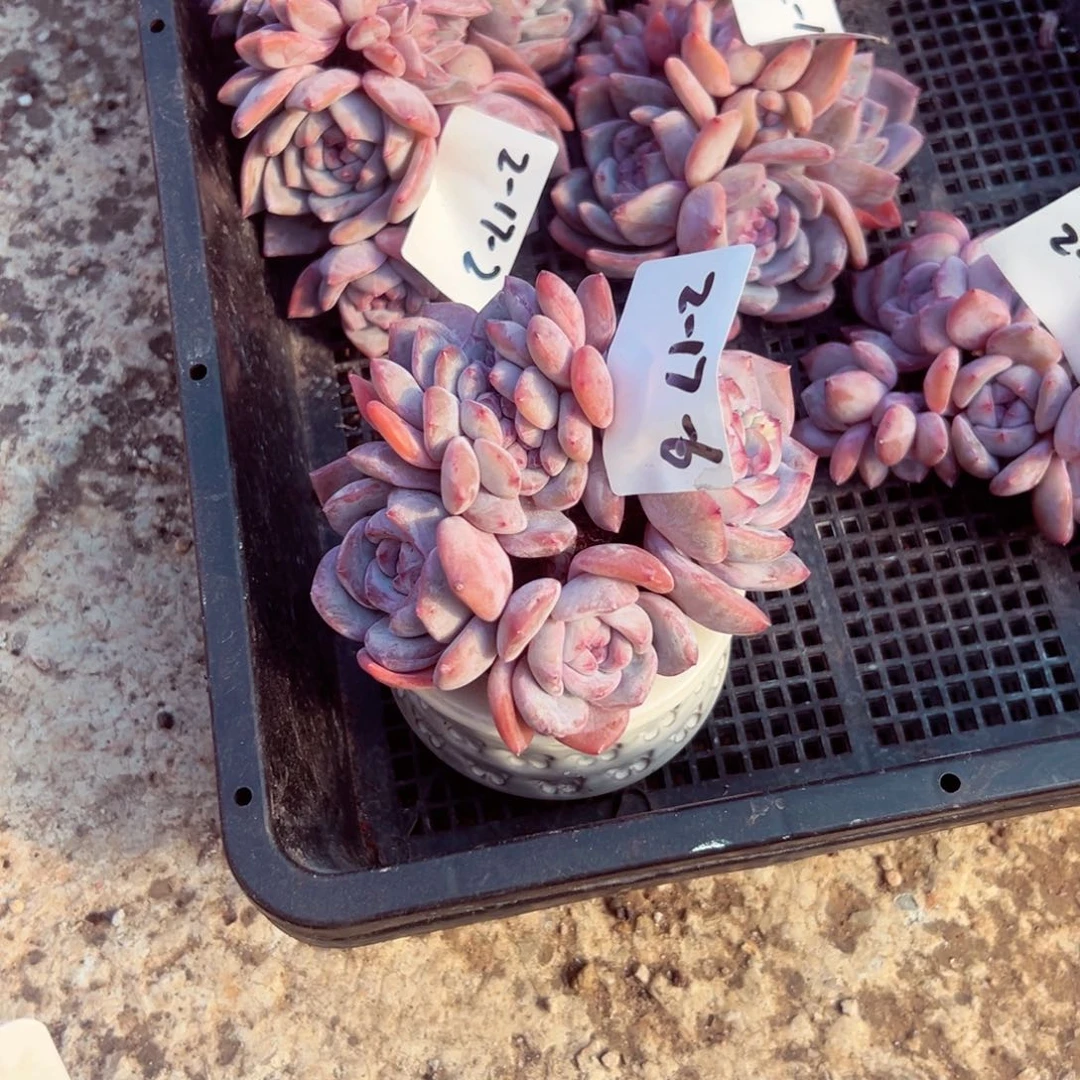 茶****2-17-6静好多肉园艺