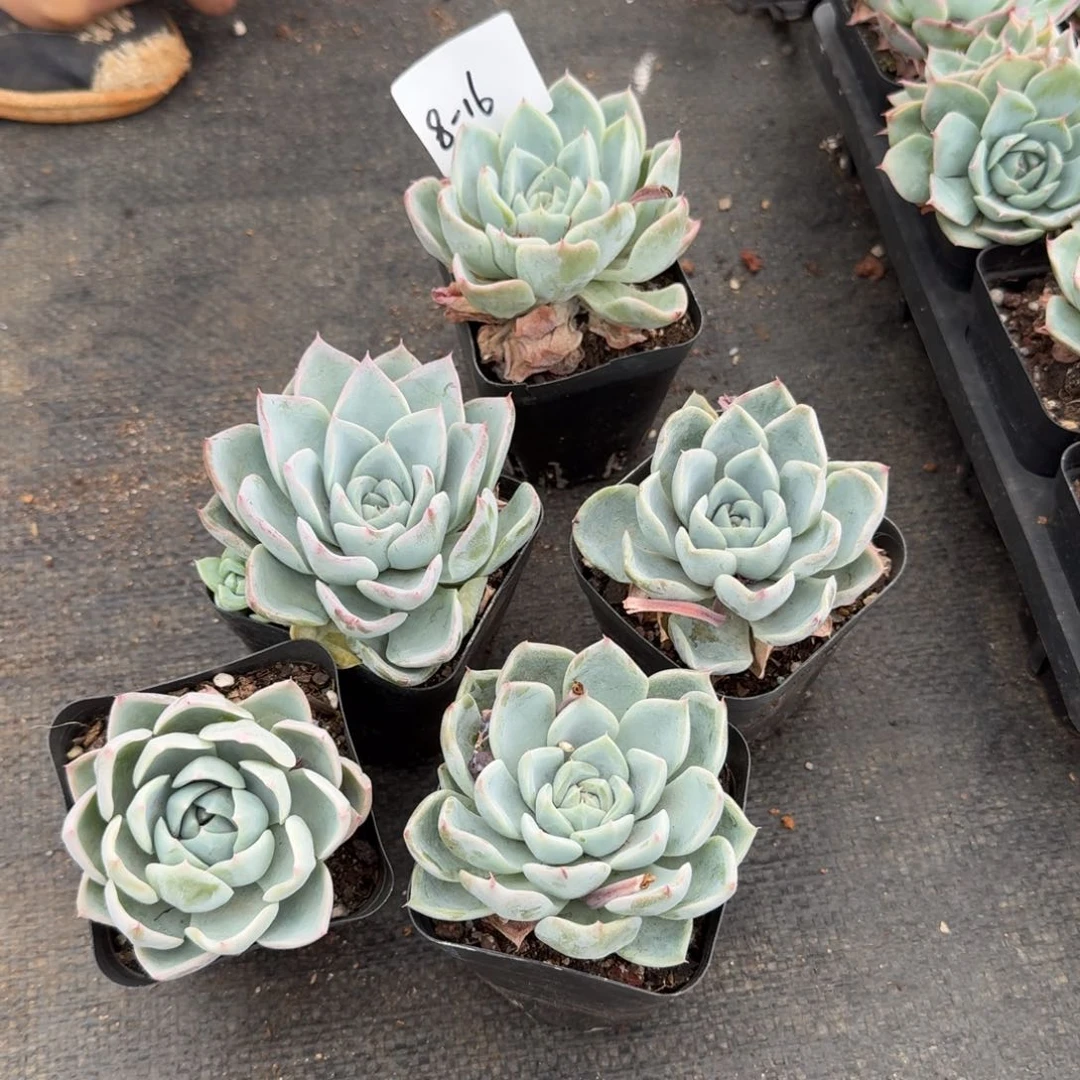 吉娃娃美人爱沙吉娃娃各五颗量拍8-16