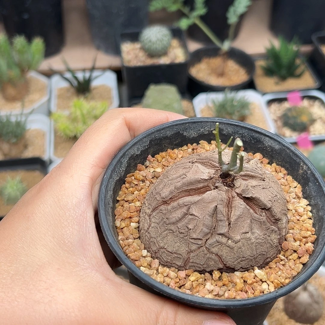南非龟甲龙实生带盆发货