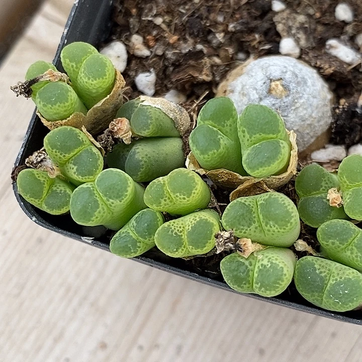 双头绿眼睛风铃一颗