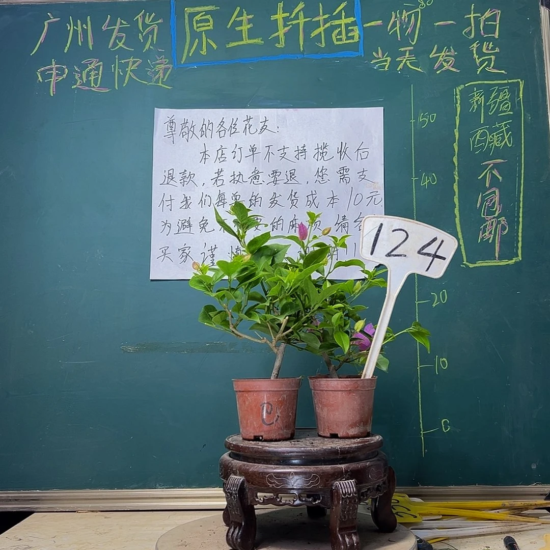 当前无花栽培后可以开花巴西紫掌中宝 绿叶丽娜掌中宝124