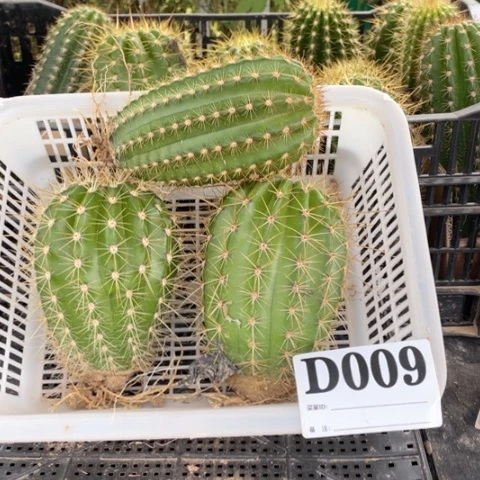 当前无花栽培后可以开花D009
