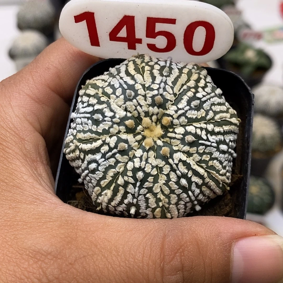 1050福利特价来了哦耶