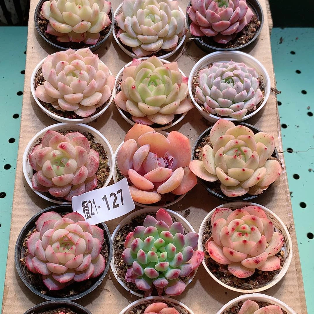 21-127一物一拍带盆18颗。