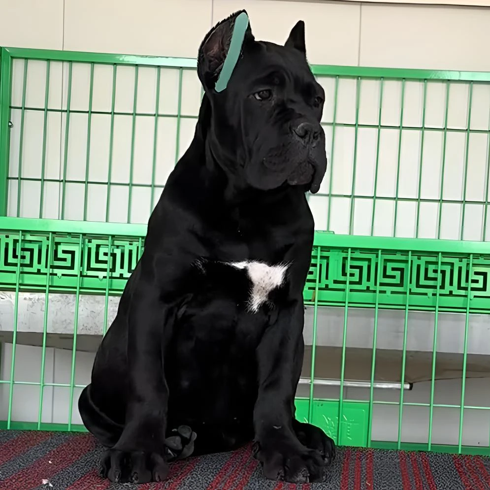 《丽华家》卡斯罗犬 幼犬 护卫犬 伴侣犬 猛犬