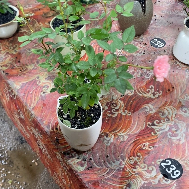 无花朵退款拉黑拉黑33