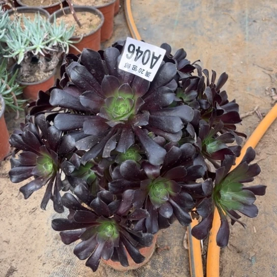 046欧紫不包断枝法师