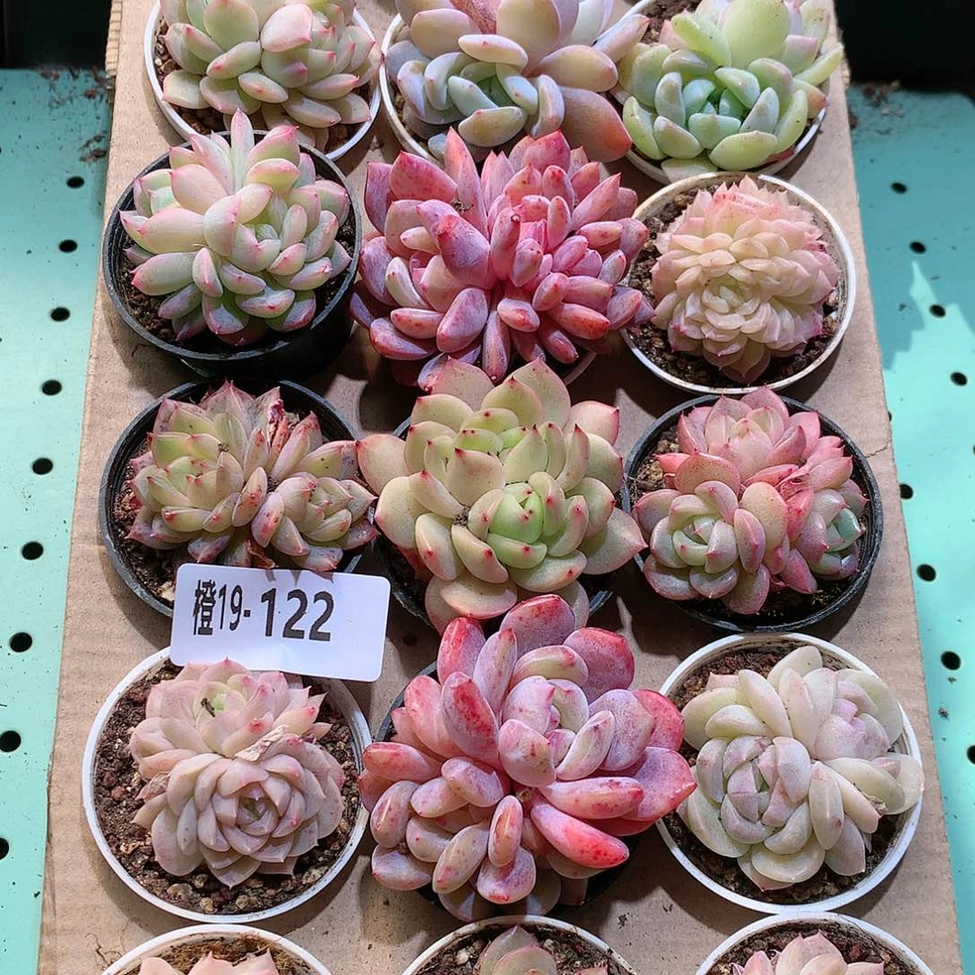 19-122一物一拍带盆18颗。