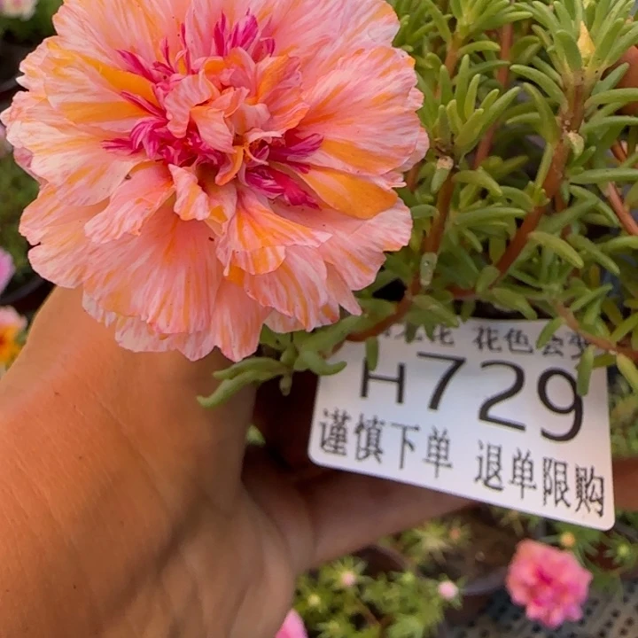 无花朵H729超小苗盆口10cm可能有虫糖宝