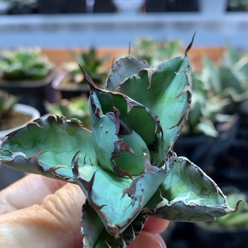 【闪购商品】蓝鲸顶芽