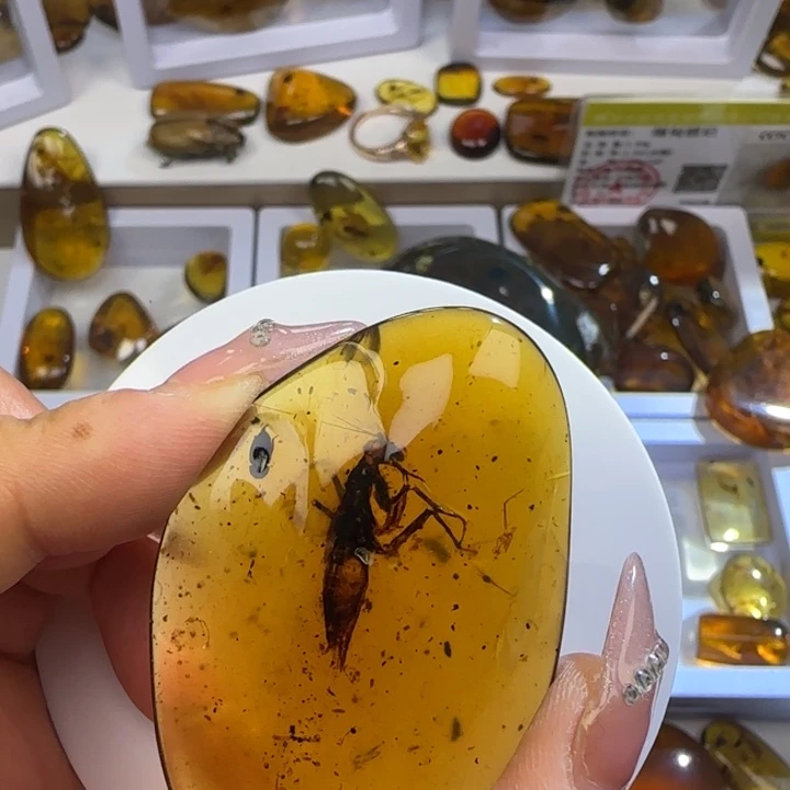 小***铺琥珀未镶嵌裸石虫珀标本