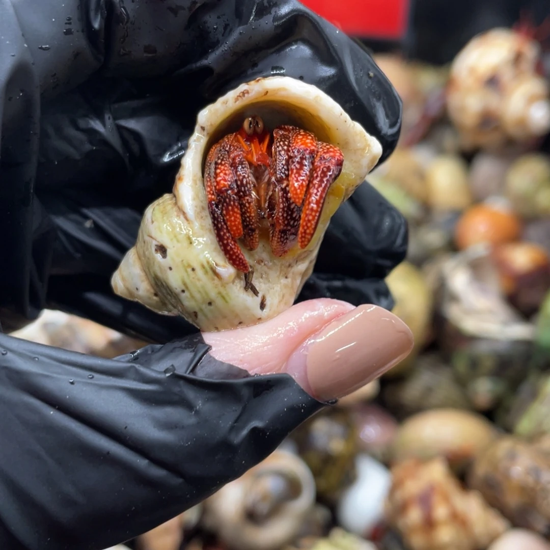 不退不换谢谢支持84