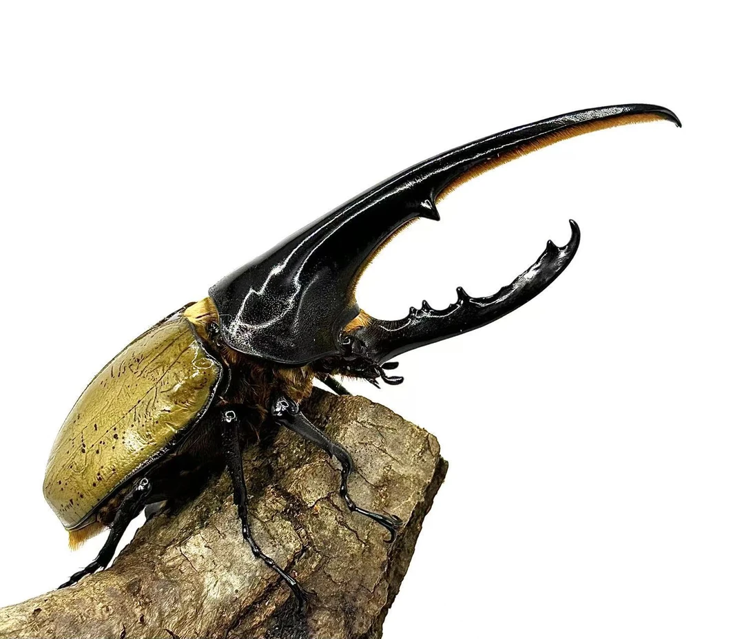 长戟大兜虫宠物甲虫