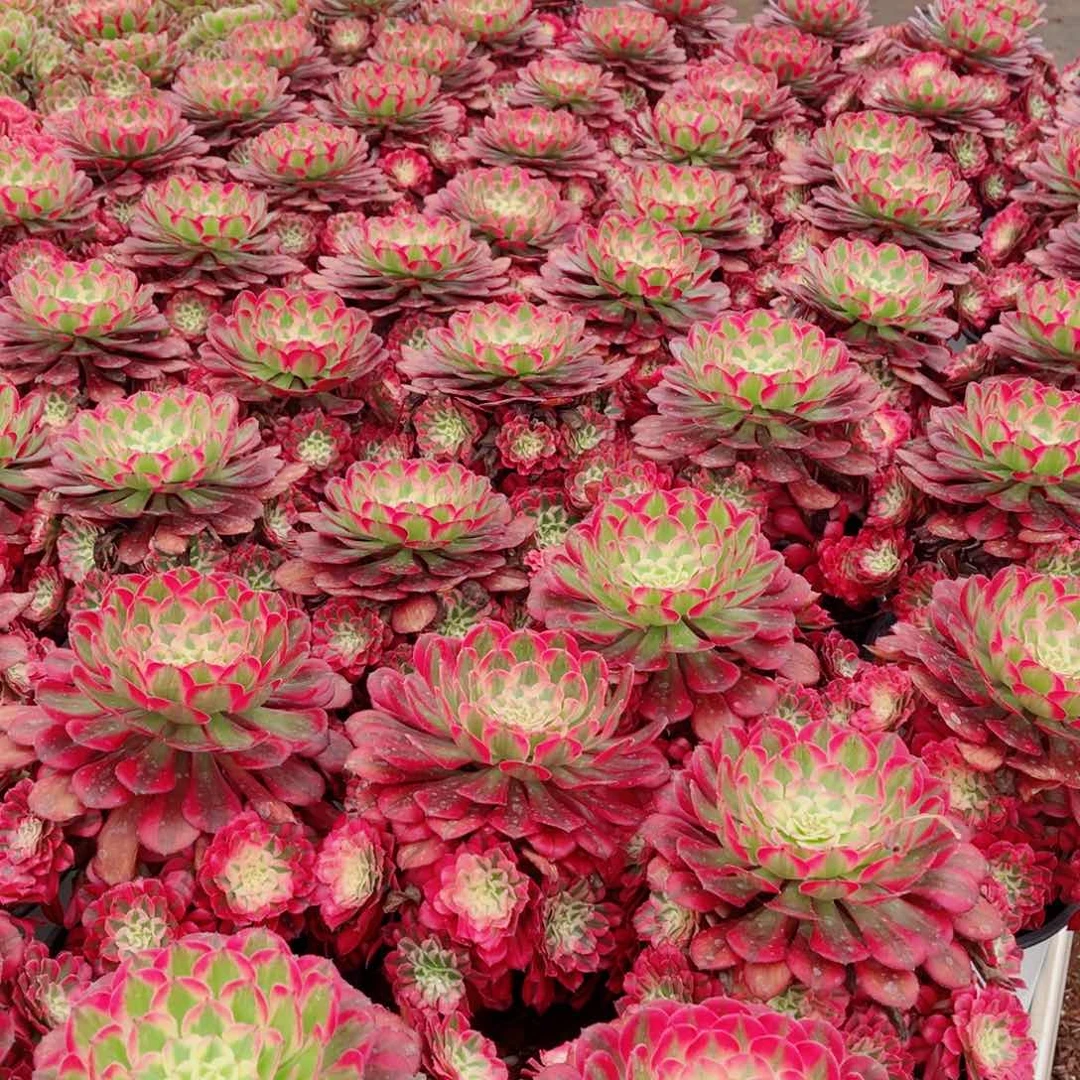 模特二代铜壶量拍多肉法师一个