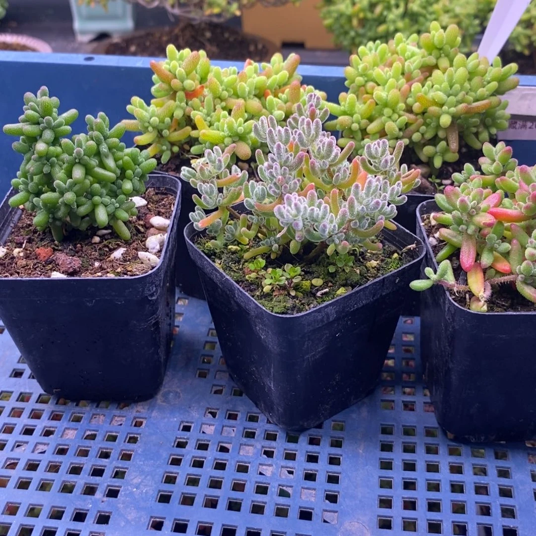 宸*290五颗福利。