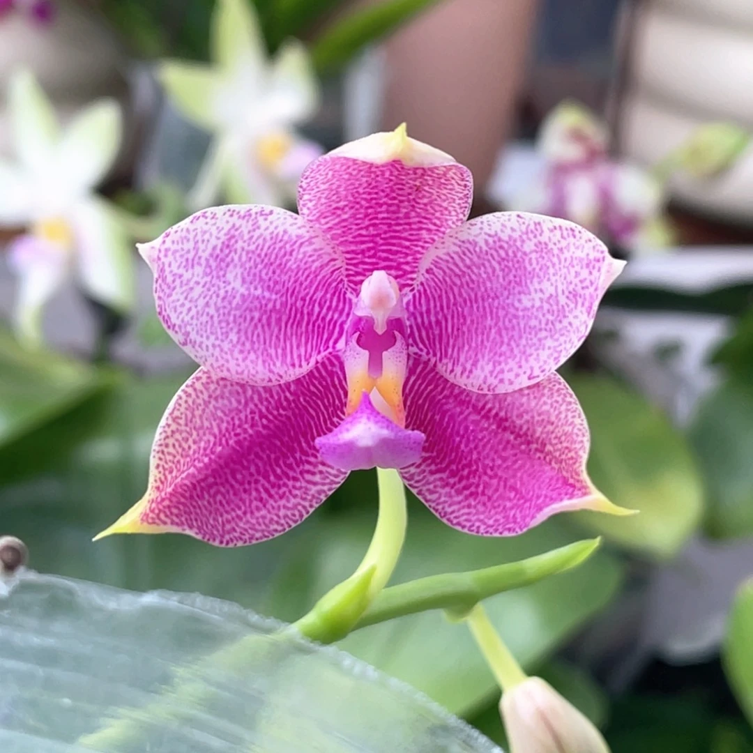 无花朵绿鹰交珍妮佛2.5原168放漏68米