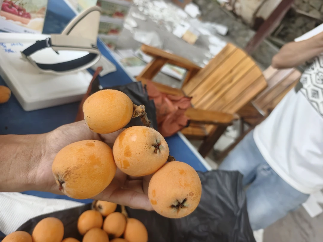 汶川高原五星大枇杷自产自销