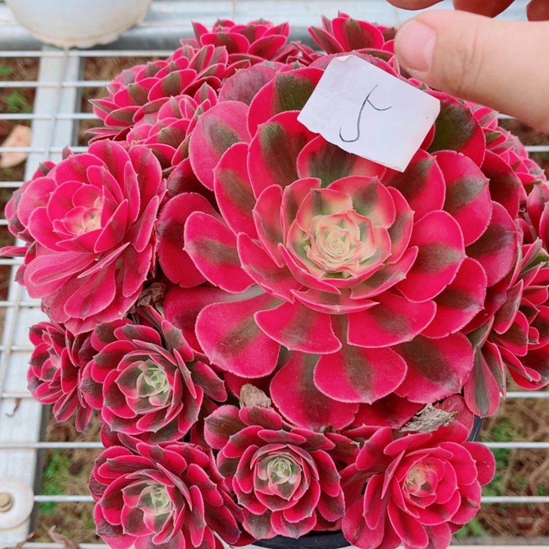 一物一拍多肉法师05