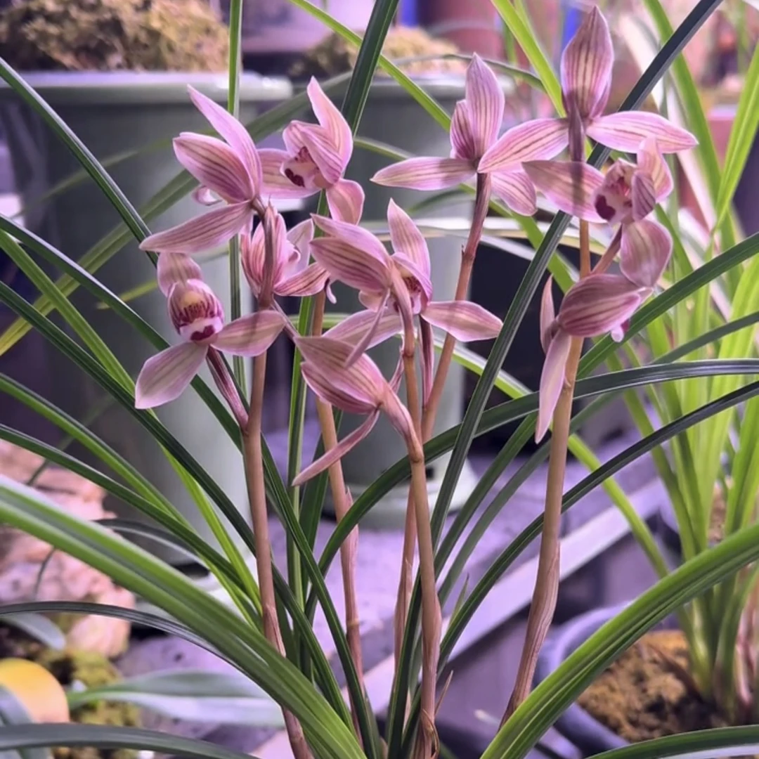 莲瓣兰新品红舌红花云南原生老种顺丰包邮3苗连体当年开花期带花