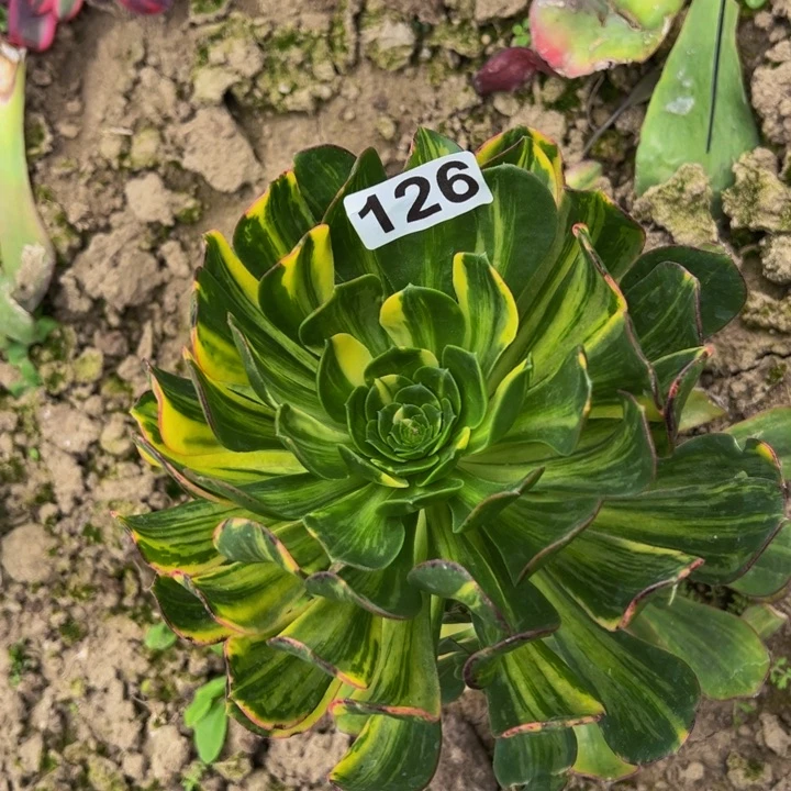 126多肉植物组合